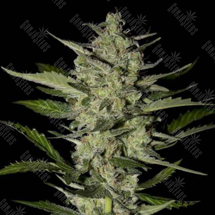 качественные семена конопли Flowerbomb Kush feminised Strain Hunters Seeds