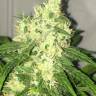 Mataro Blue regular Ganja Seeds