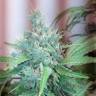 семена конопли Mataro Blue regular Ganja Seeds