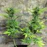 семена конопли для выращивания Auto Trojan regular