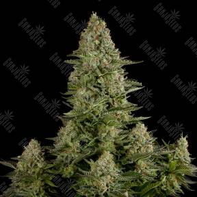 Auto White Widow CBD feminised Dinafem Seeds