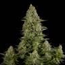 семена конопли Auto White Widow CBD feminised Dinafem Seeds