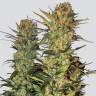 семена индийской конопли Lithium OG Kush feminised Nirvana Seeds