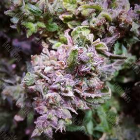 Auto Sleepy Yoda feminised Philosopher Seeds