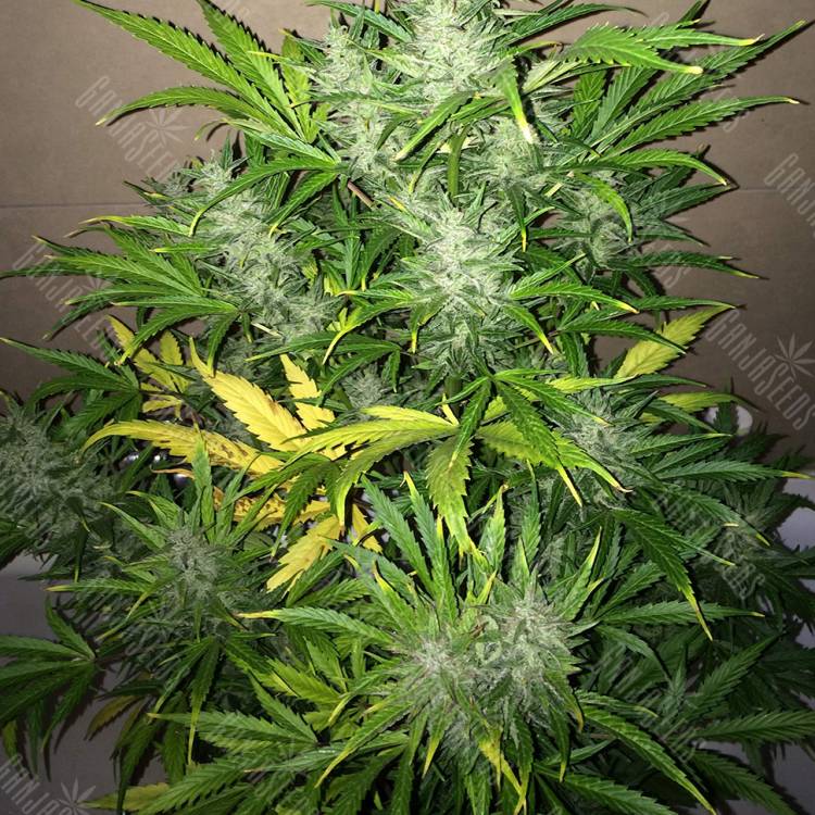 качественные семена конопли Auto UK Cheese feminised Ganja Seeds