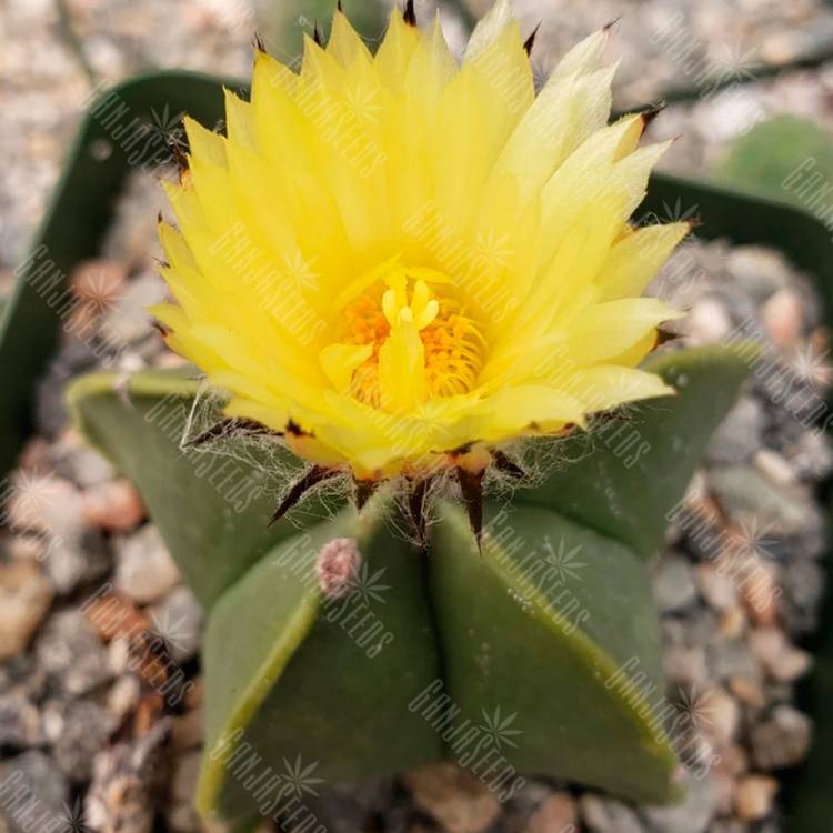 Семена кактуса Astrophytum myriostigma var. nudum
