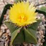 Семена кактуса Astrophytum myriostigma var. nudum