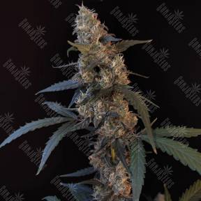 Auto Tropicana Cookies feminised Ganja Seeds