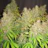 Семена конопли оптом White Widow feminised Ganja Seeds