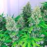 семена конопли сорта сатива Auto Kali Mist feminised