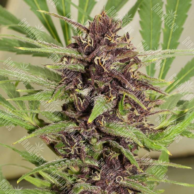 Fruity Trips feminised Ganja Seeds