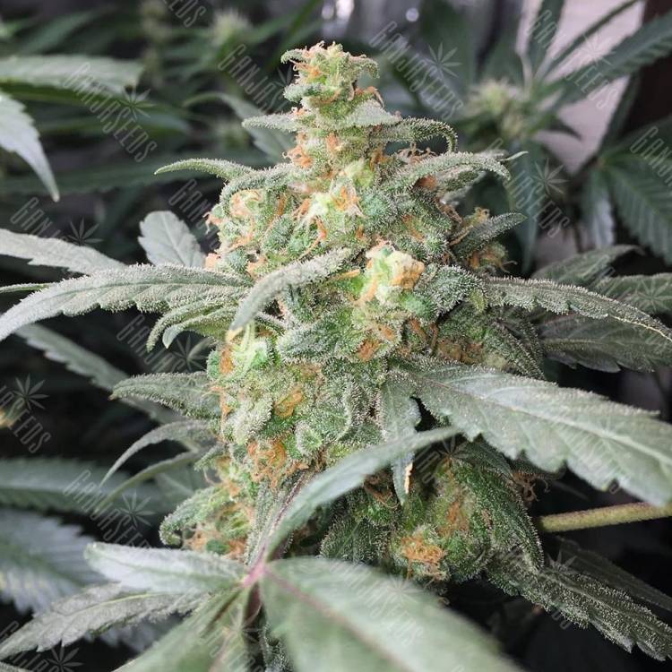 Think Fast feminised Dutch Passion Seeds