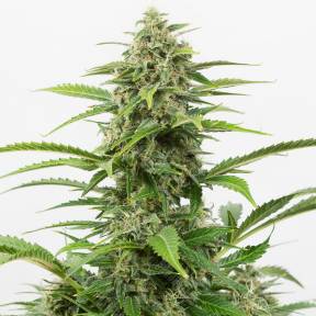 Auto Emba feminised Bang Seeds