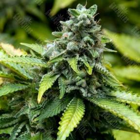 Early Widow feminised Advanced Seeds