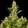 семена конопли элитных сортов Amnesia Kush feminised Dinafem Seeds