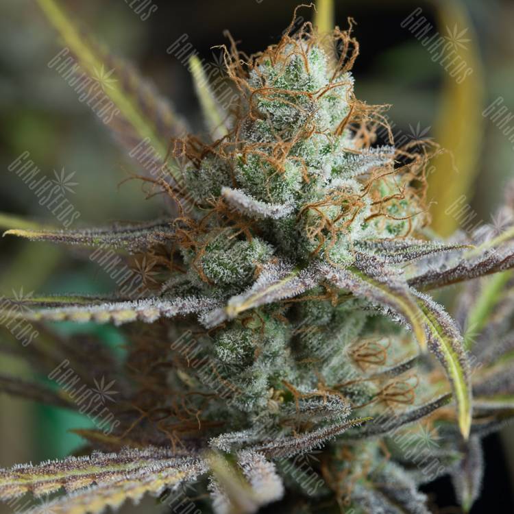 семена конопли марихуаны Amnesia Kush feminised Dinafem Seeds