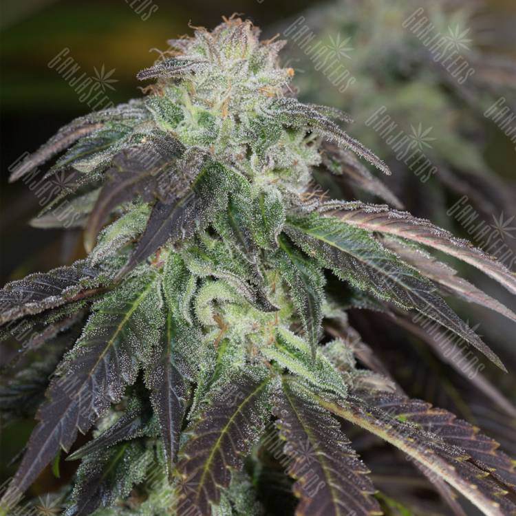 семена конопли с доставкой OG Kush regular Humboldt Seeds