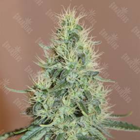 Master Kush feminised Nirvana Seeds