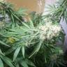 семена конопли Россия Master Kush feminised Nirvana Seeds