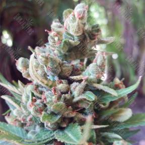 Auto White Yoda feminised Philosopher Seeds