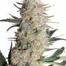 Auto Critical Orange Punch feminised Ganja Seeds
