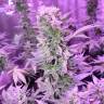 заказать на сайте семена конопли MI5 feminised
