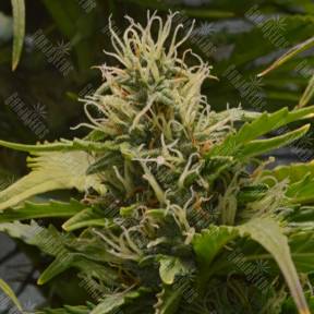 White Lemon feminised Strain Hunters Seeds