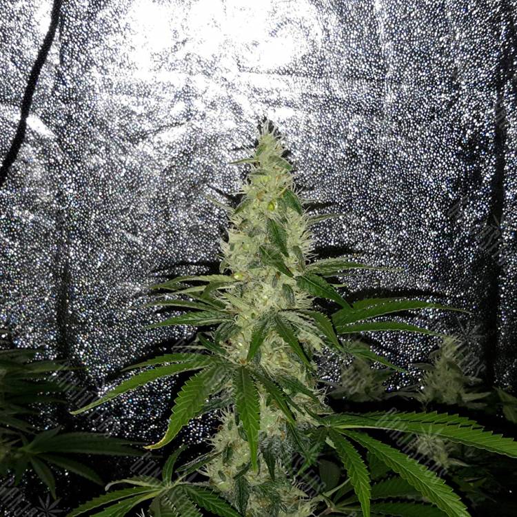 семена конопли почтой Mazar x Euforia (Magicon) regular Ganja Seeds