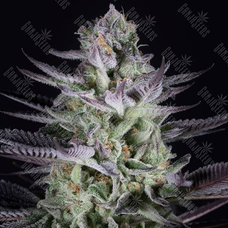 семена конопли дешево Blueberry Cookies feminised Dinafem Seeds