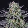 семена индийской конопли Blueberry Cookies feminised Dinafem Seeds