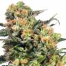 семена конопли элитных сортов Auto Armata Skunk feminised Dutch Passion Seeds