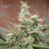 семена конопли марихуаны Auto AK feminised Female Seeds