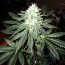 купить семена конопли Pineapple Skunk regular Humboldt Seeds