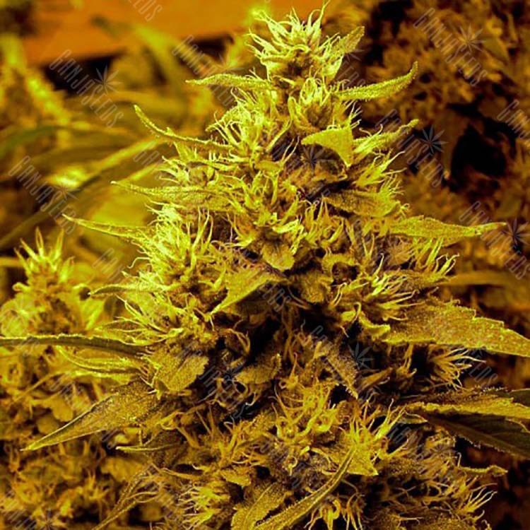 семена конопли для посадки купить Medusa feminised Nirvana Seeds