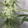 семена конопли в России Auto Green Crack CBD feminised Ganja Seeds
