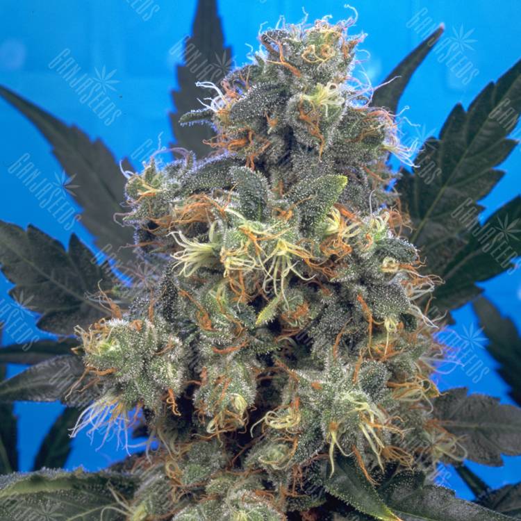 семена конопли гидропоники Bubble Gum feminised Serious Seeds