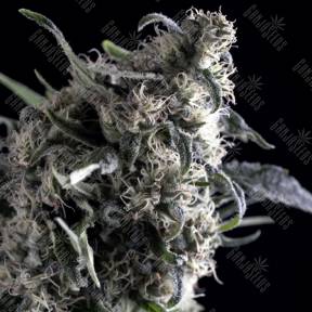 Auto Al Tiro feminised Trikoma Seeds