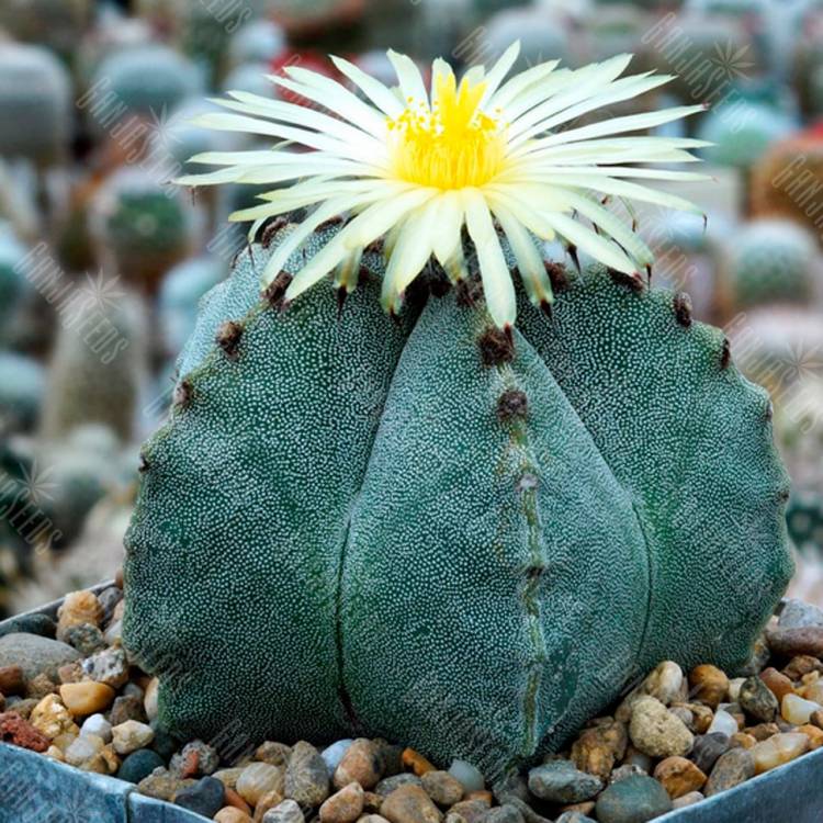 Семена кактуса Astrophytum myriostigma SB 262