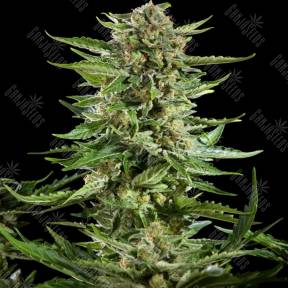 Exodus Cheese feminised Ganja Seeds