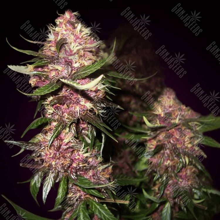 Auto Black Cream feminised Ganja Seeds