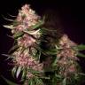 Auto Black Cream feminised Ganja Seeds