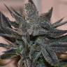 Auto Black Cream feminised Ganja Seeds