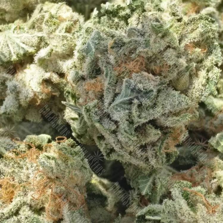 семена конопли в фирменной упаковке White Magic feminised Mandala Seeds