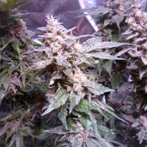 Gorilla feminised Dinafem Seeds