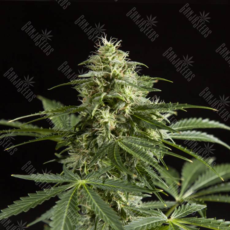 семена индийской конопли Auto Irimshik feminised Bang Seeds