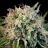 семена конопли f1 в оригинальной упаковке Critical Jack feminised Dinafem Seeds