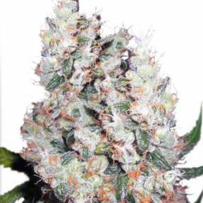 Auto Belaya Gvardiya feminised Dutch Passion Seeds