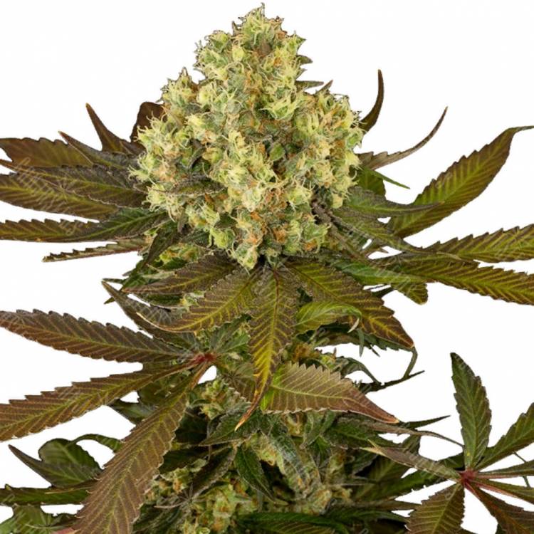 семена конопли Россия Sour Blueberry regular Humboldt Seeds