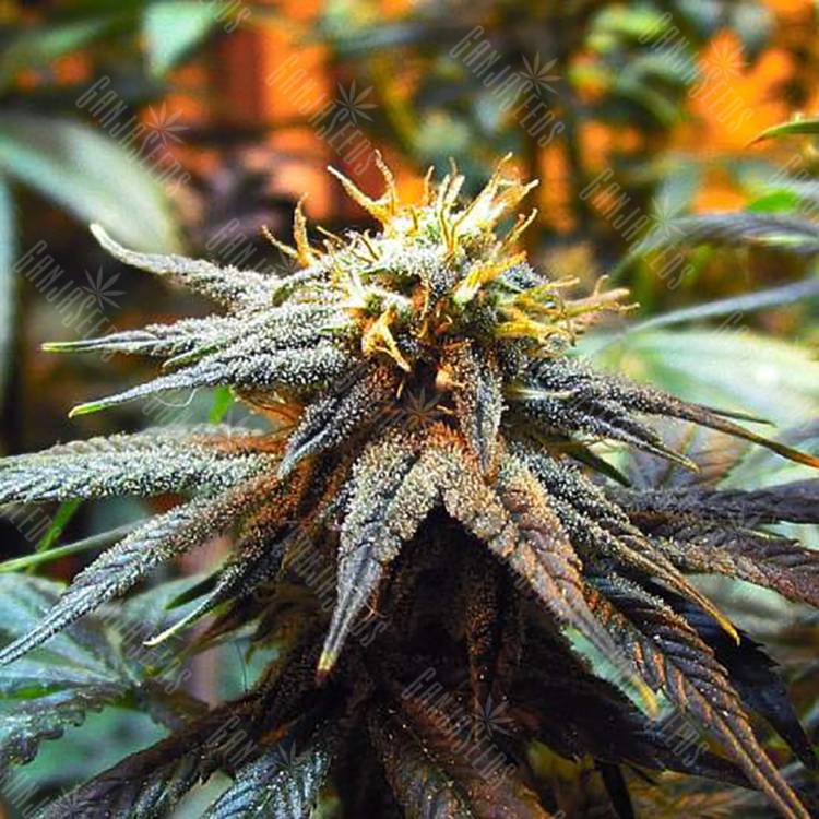 семена конопли для выращивания Mango Skunk feminised Nirvana Seeds