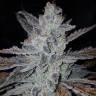 Auto Dedoverde Haze feminised Ganja Seeds